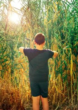 Exploration concept. Child exploring among the vegetation. Stock Photos