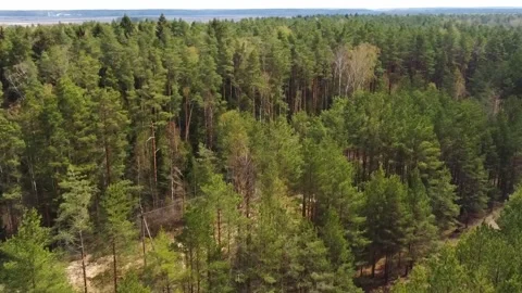 Exploration of a dense forest area near a river during springtime sunlight Vídeo Stock 328992953