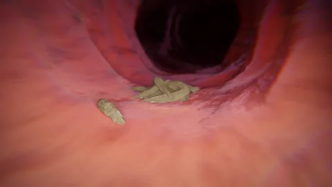 Exploration gastroscope - movie showcasing visualization of bacteria detect.. Stock Footage 254680085