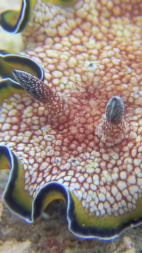 Exploration of Glossodoris Cincta on a vibrant Red Sea coral reef Video stock 299748067