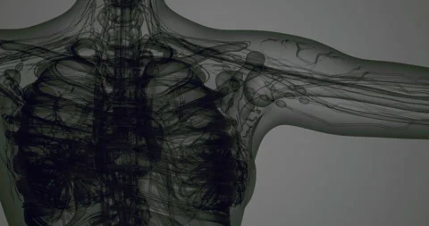 Exploration of human internal organs and skeletal structure in detail Stock Footage 304512689