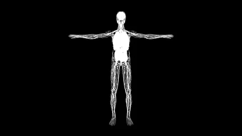 Exploration of the Human Nervous System in Motion 動画素材 341776957