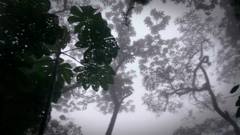 Exploration of humid rainy forest Stock Footage 231358565