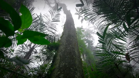 Exploration of humid rainy forest Stock Footage 231358583