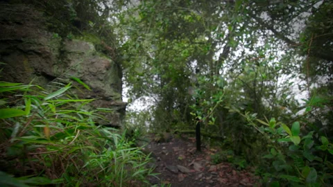 Exploration of humid rainy forest Stock Footage 231358637