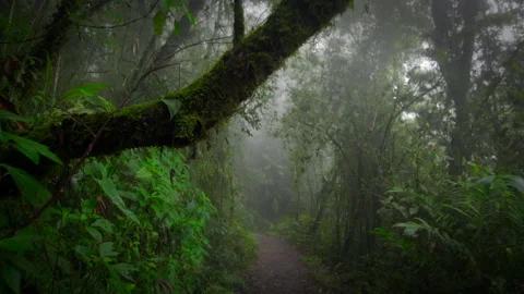 Exploration of humid rainy forest Stock Footage 231358790