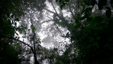 Exploration of humid rainy forest Stock Footage 231358804