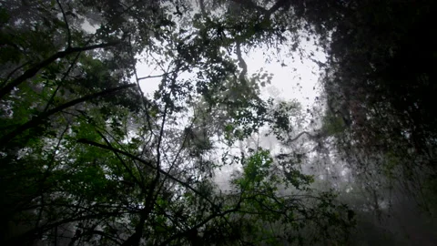 Exploration of humid rainy forest Stock Footage 231359098