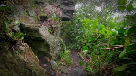 Exploration of humid rainy forest Stock Footage 231359189