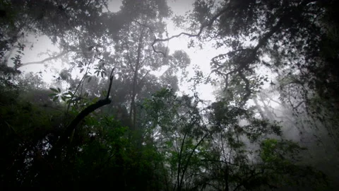 Exploration of humid rainy forest Stock Footage 231359232