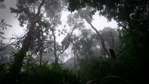 Exploration of humid rainy forest Stock Footage 231359332