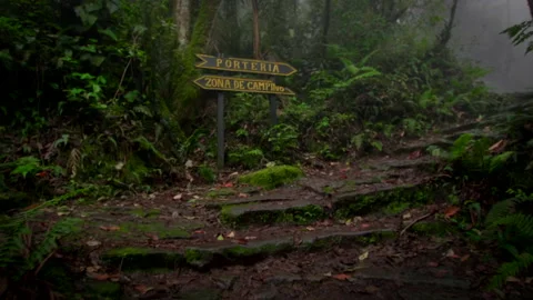 Exploration of humid rainy forest Stock Footage 231359340