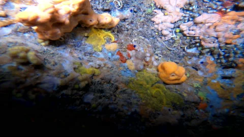 Exploration inside a cave in the waters of the Adriatic Sea Stock Footage 140605262