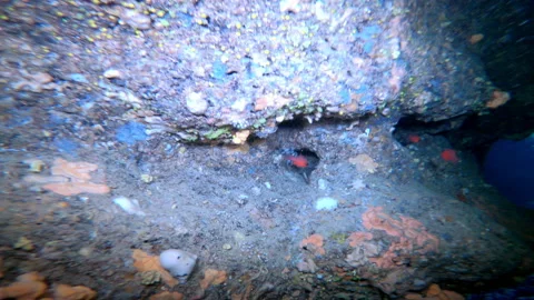 Exploration inside a cave in the waters of the Adriatic Sea Stock Footage 140607453