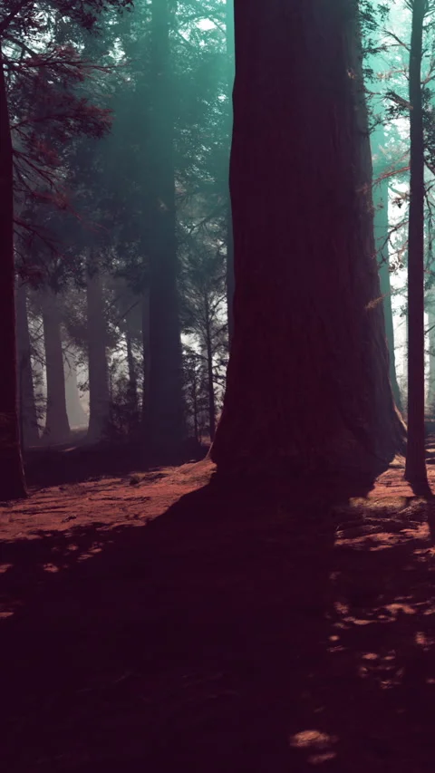 Exploration of a large tree in a dense forest during early morning light Stock Footage 340639714