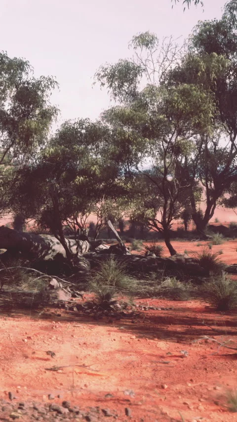 Exploration of outback terrain with trees and rocks under clear sky Stock Footage 340274472