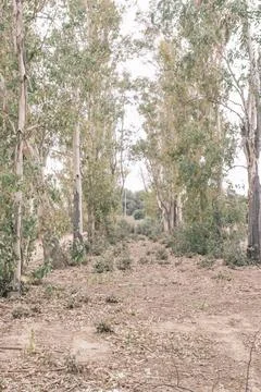 Exploration of path between trees through the forest Stock Photos