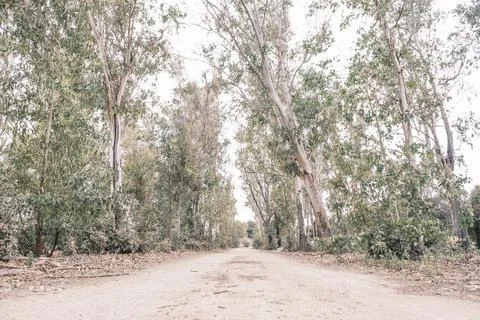 Exploration of path between trees through the forest Stock Photos