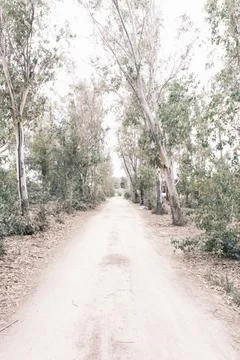 Exploration of path between trees through the forest Stock Photos