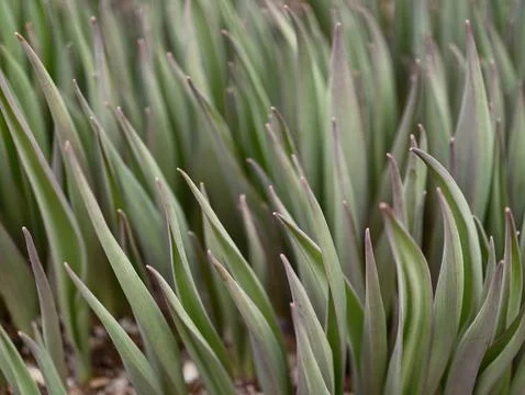 Exploration of pointed shoot structures with green hues for aesthetic and e.. Stock Photos
