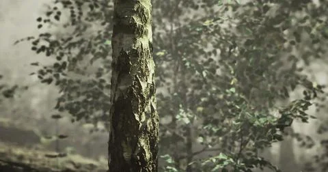 Exploration of a tranquil forest with a focus on textured tree bark Stock Illustration