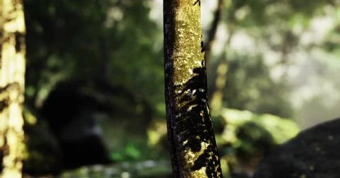 Exploration of a tranquil forest with sunlight filtering through trees Ilustração Stock