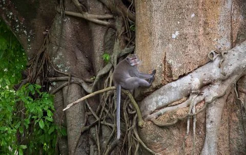 Explore Balis monkey forest with playful primates among ancient trees and lush Stock Photos