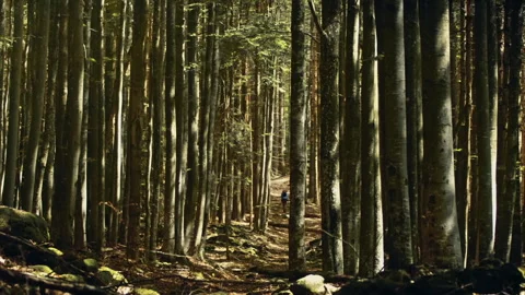 Explore bavarian forest and discover its unique trees and trails Stock Footage 325719905