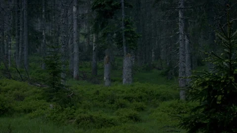 Explore bavarian forest at night with wildlife and nature sounds Stock Footage 325638876