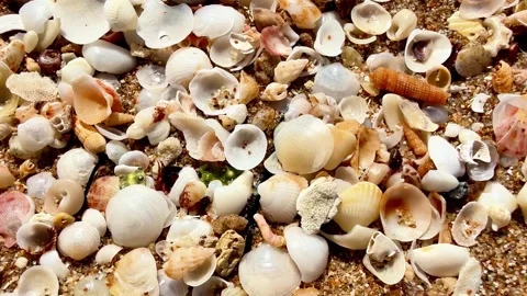 Explore the Beautiful and Colorful Shells on a Tranquil Sandy Beach by the Ocean Stock Footage 311521000