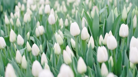 Explore a beautiful field of blooming white tulips Stock Footage 312075267