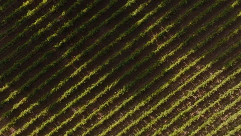 Explore the beautiful vineyard crops in sunlit fields during harvest season Stock Footage 321441728