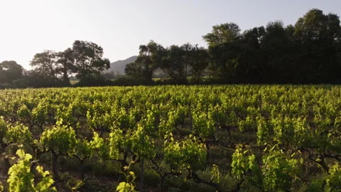 Explore a beautiful vineyard plantation under bright sunshine Stock Footage 321440637