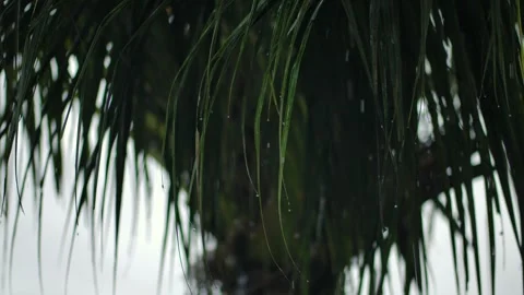 Explore the beauty of nature with this closeup video of a banana leaf Stock Footage 276395470