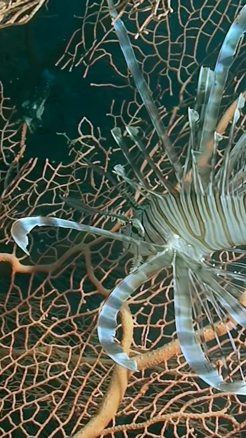 Explore the beauty of the poisonous zebra-winged fish in the Philippines Stock Footage 289805727