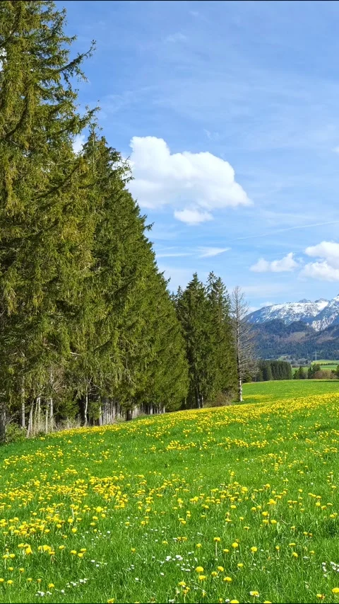 Explore the Beauty of a Spring Meadow with Dandelions and a Blue Sky Timelaps Stock Footage 309216426