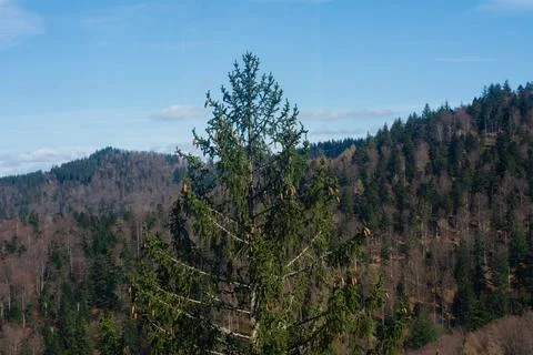 Explore the beauty of a towering pine tree against a backdrop of rolling hills Fotos de archivo