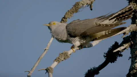 Explore bird behavior in Bavarian Forest National Park Stock Footage 325627898