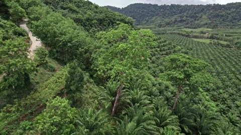 Explore breathtaking aerial views of Thailand's stunning natural landscapes Video stock 310556811