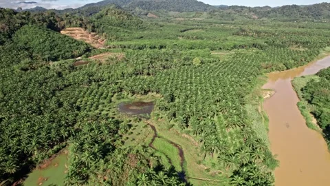 Explore breathtaking aerial views of Thailand's lush landscapes and waterways Video stock 310558053