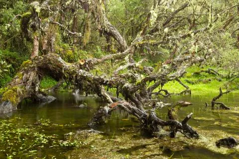 Explore the breathtaking lagoon nestled within Ecuador's ancient 3000 year old Stock Photos