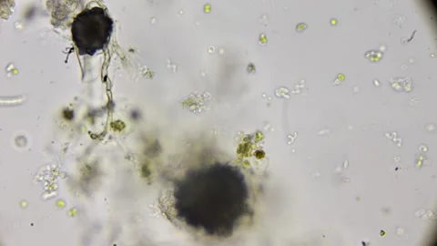 Explore the bustling microcosm within a water droplet, as tiny organisms li.. Stock Footage 275040714