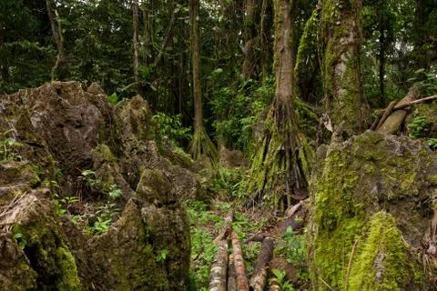 Explore the captivating boulder labyrinth nestled within the lush and mysterious Фото