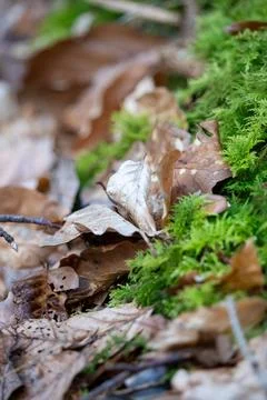 Explore the captivating interplay of seasons and textures on the forest floor Stock Photos