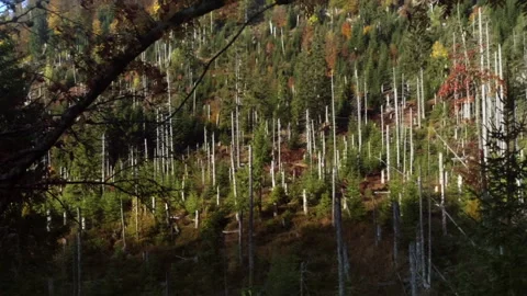 Explore changing colors of trees in Bavarian Forest National Park Stock Footage 325632865