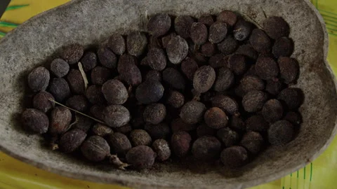 Explore coffee bean bowl container plant setup and care in simple steps Stock Footage 321392570