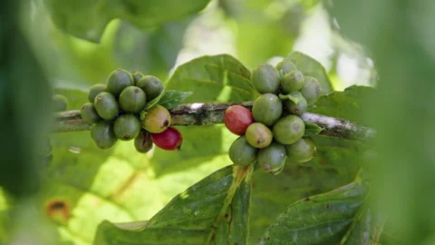 Explore coffee plantations and the process of growing coffee beans Stock Footage 321590754