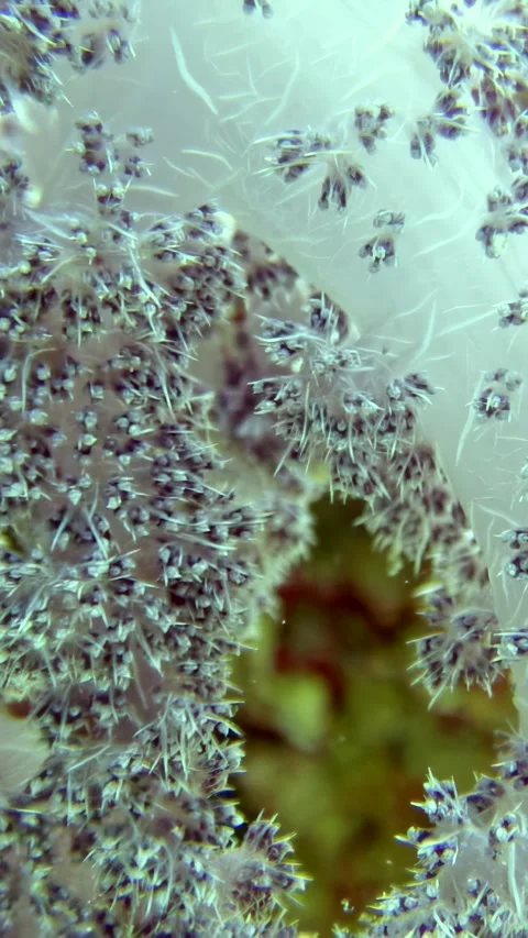 Explore colorful fish and soft corals in the Red Sea's paradise Stock Footage 314133616