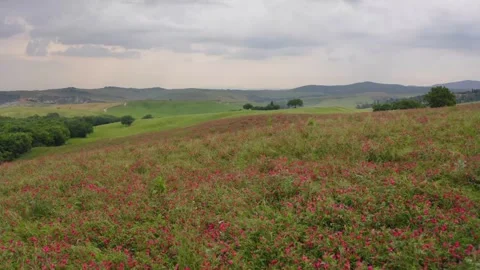 Explore colorful wildflowers on a hillside in spring Stock Footage 320293344