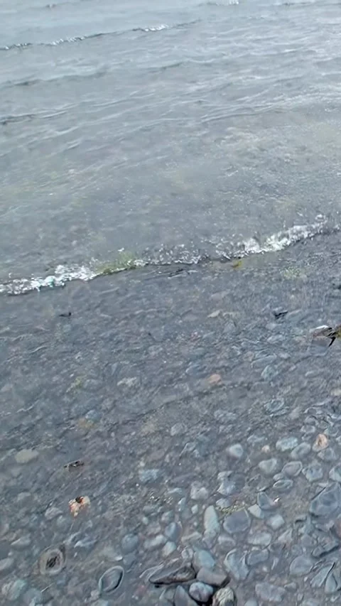 Explore the crystal clear waters of Los Alerces National Park in Patagonia Stock Footage 299461515